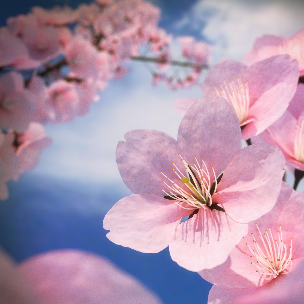 Cherry blossom - Sakura Flower preview image 1